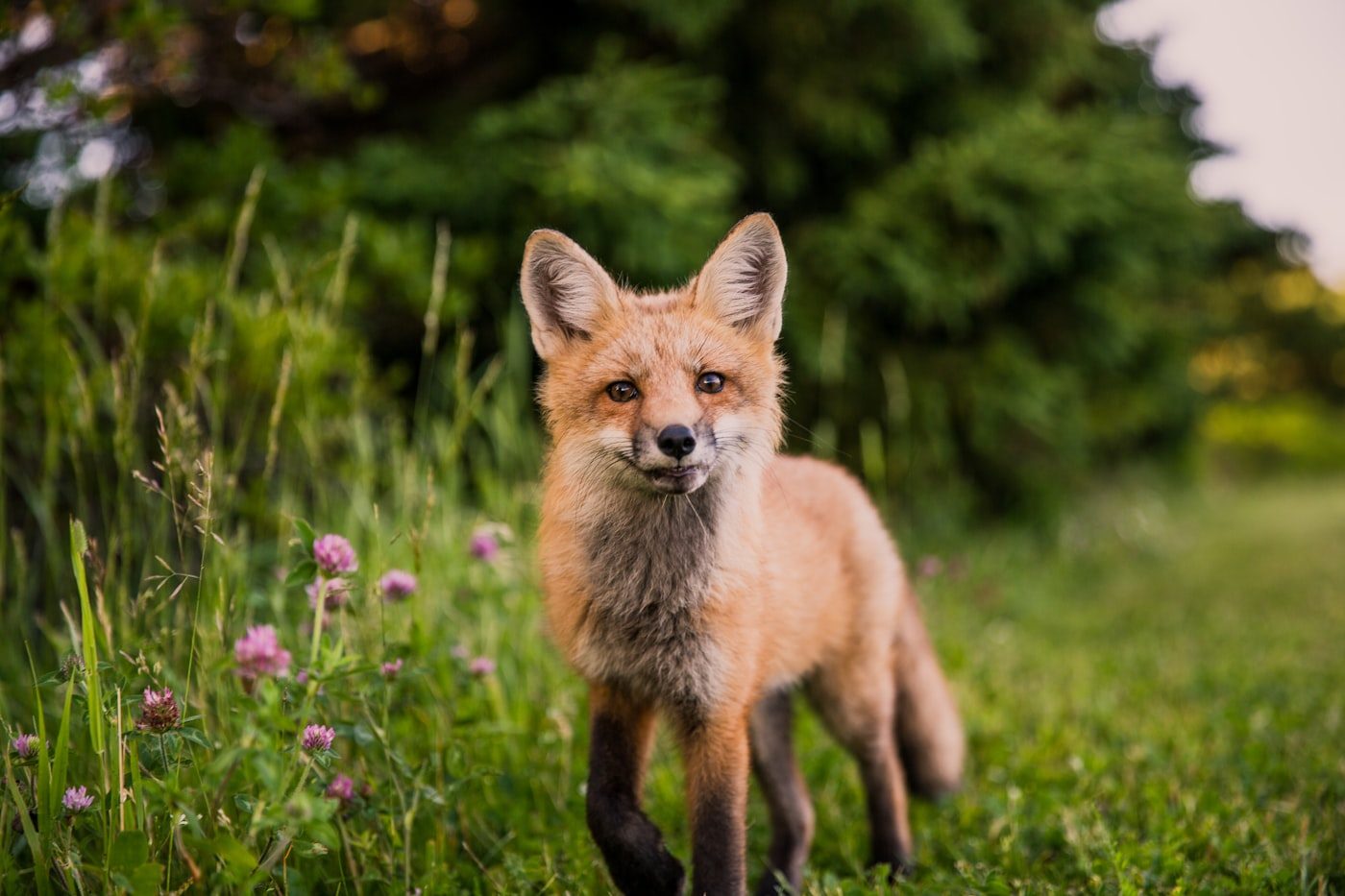 A red fox in tall grass, one of the wild animals handled in the Wichita area