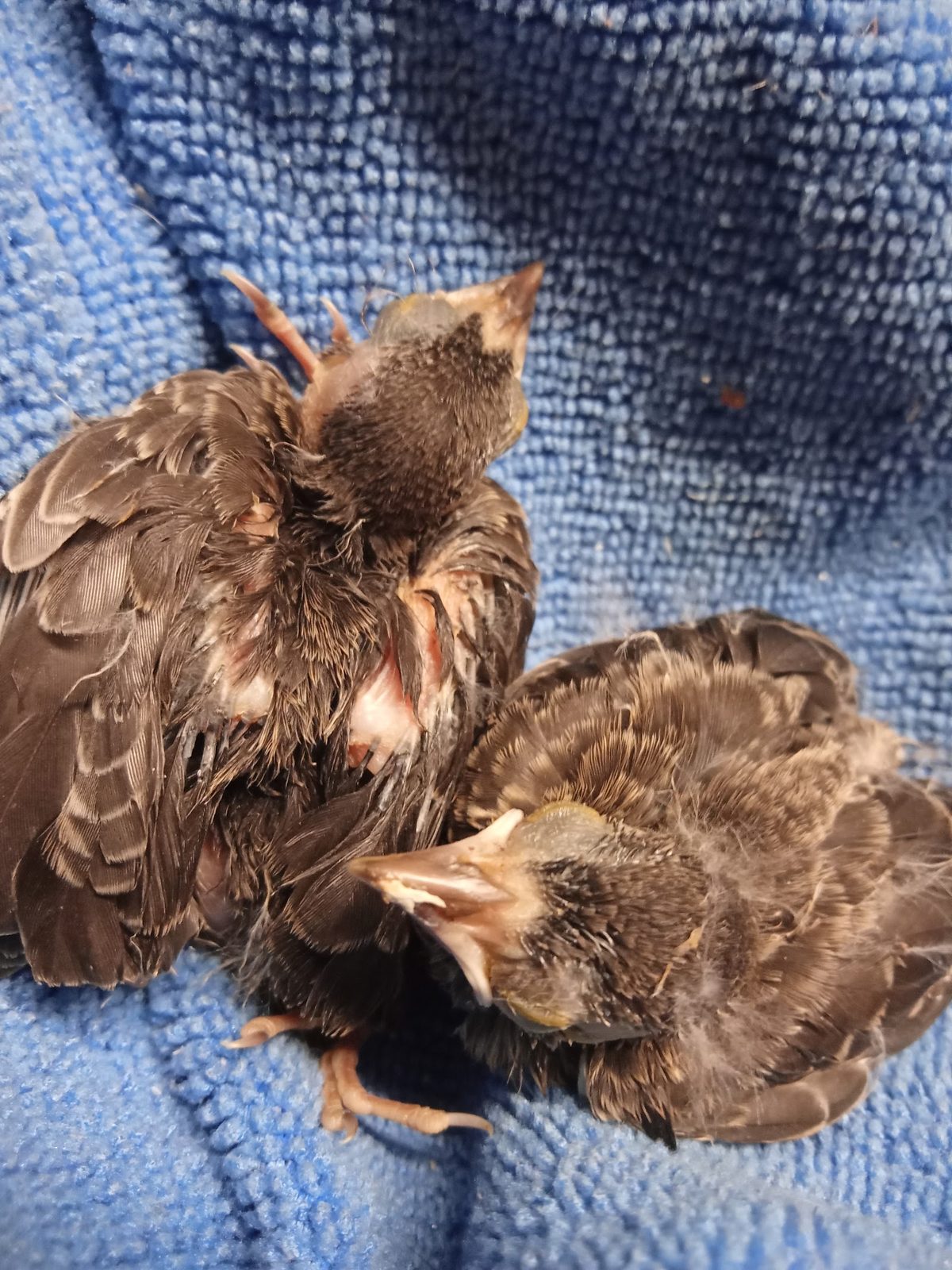 Two rescued baby birds resting on a towel